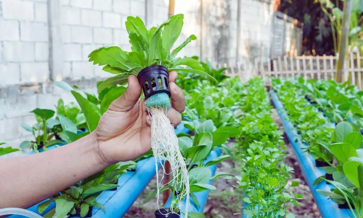 Main d'une personne tenant une plante avec de longues racines, dans un système de cycle d'arrosage hydroponie.