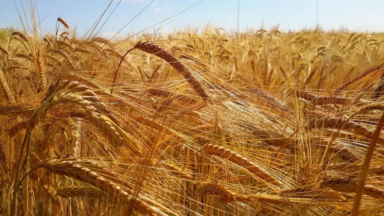 Golden barley field under a blue sky. This image evokes the feeling of summer and the question of when to plant barley for a bountiful harvest.