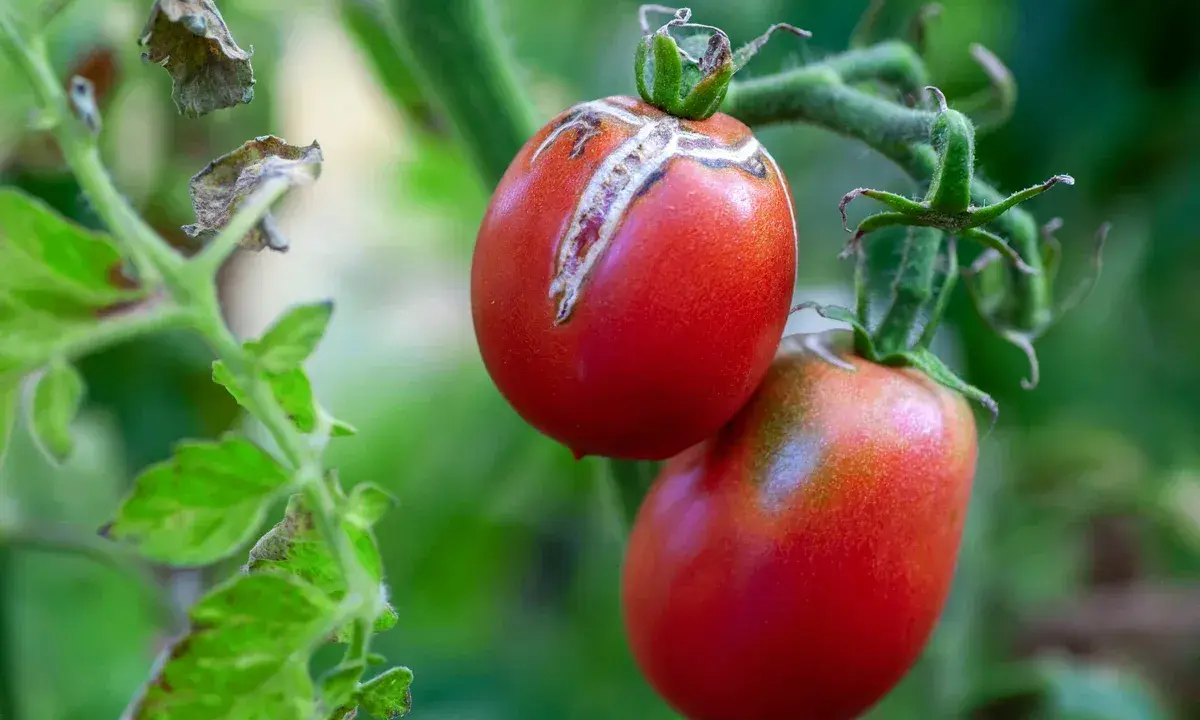 Tomate cornue des Andes affectée par une maladie, montrant des craquelures sur la peau.