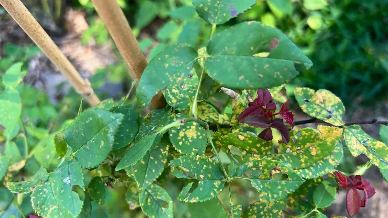 Rose leaves show signs of distress with yellow spots and holes, indicating the presence of rose pests.