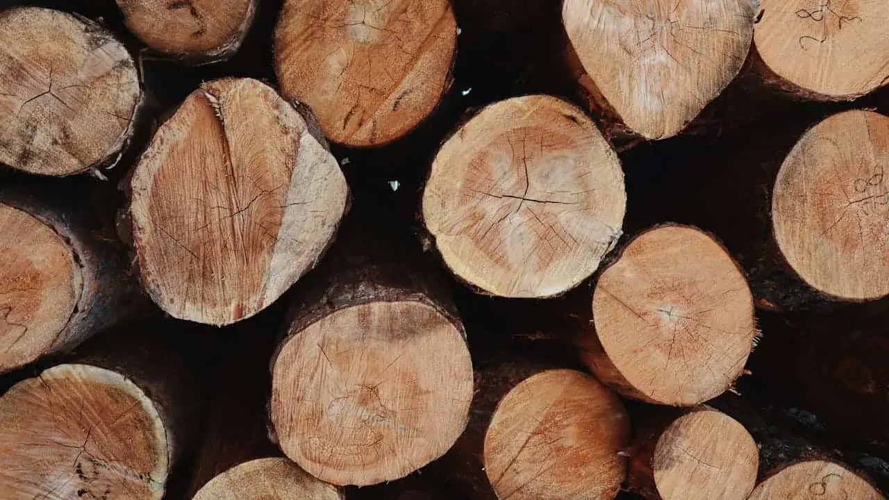 Stos pociętych pni drzewnych, gotowych na budowę domu. Widać słoje i naturalne piękno drewna.