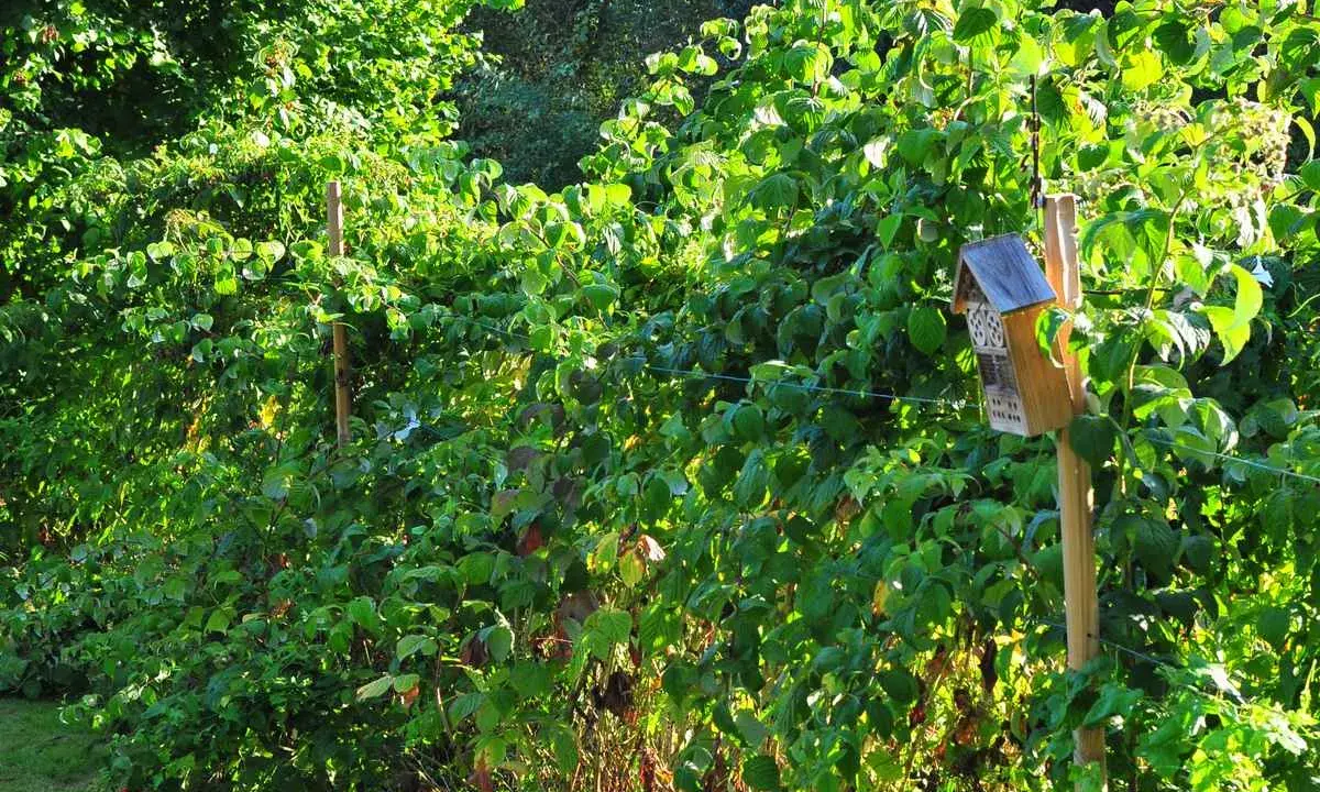 Un nichoir à insectes sur un tuteur en bois, une belle idée tuteur framboisier pour un jardin fleuri et accueillant.