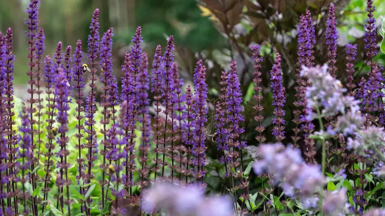 En humla besöker en vacker salvia blomma i en lummig trädgård.