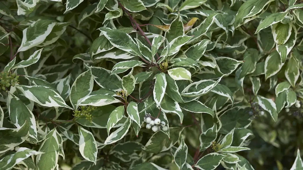 Liście dereń biały Elegantissima z zielono-białym obrzeżeniem, w tle zielone owoce.