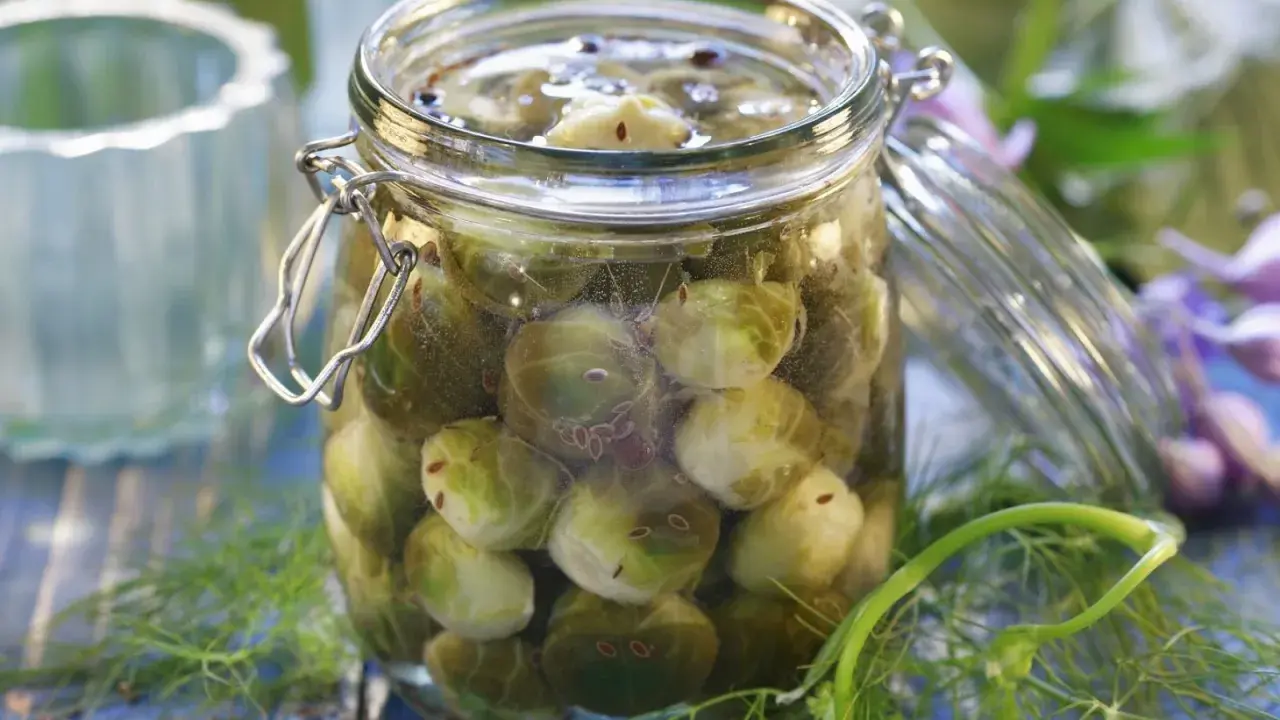 Glas mit eingelegtem Rosenkohl, bereit zum Einkochen. Kümmel und Dill umgeben das Glas.