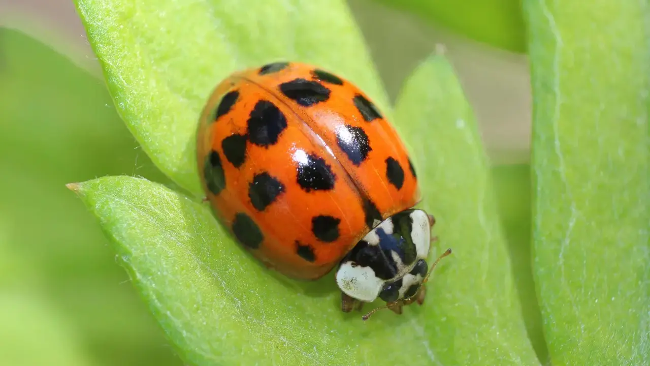 A multicolored Asian lady beetle rests on a vibrant green leaf, its orange shell dotted with black spots.