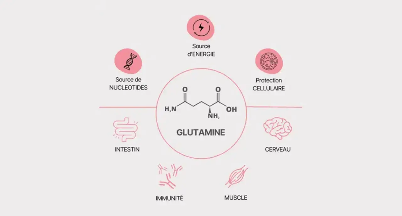 Schéma illustrant les multiples bienfaits de la glutamine : source d'énergie, protection cellulaire, soutien intestinal, immunitaire, musculaire et cérébral.