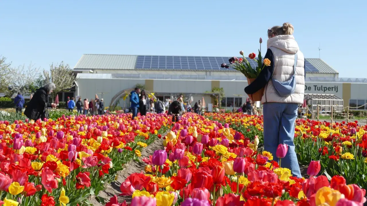 Bunte Tulpenfelder, Menschen genießen die Aussicht. Die Antwort auf "wann ist Tulpenzeit?" ist klar: jetzt!