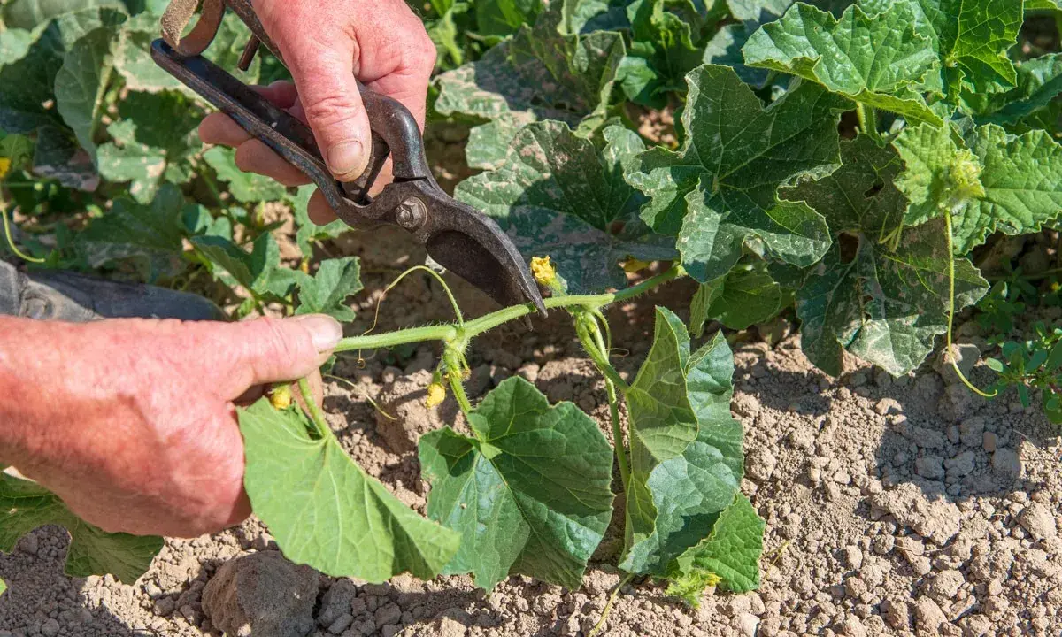 Main d'un jardinier coupant une tige de melon. La taille du melon est essentielle pour une bonne croissance.