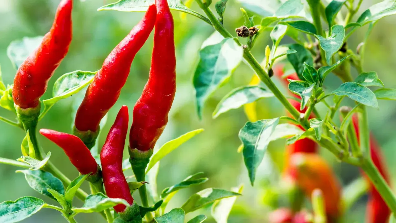 Des piments rouges vifs sur une tige verte. Pour savoir si un piment est mûr, observez sa couleur vive et sa fermeté.