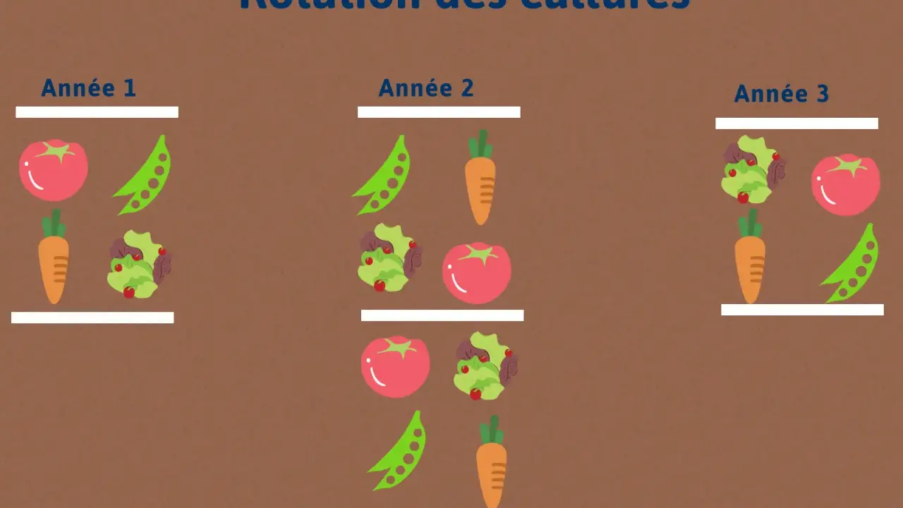 Illustration montrant la rotation des cultures sur 4 ans : tomates, pois, carottes et salades changent de place chaque année pour un potager sain.