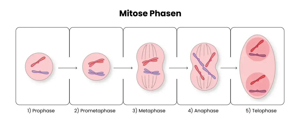 Die Phasen der Mitose: Chromosomen kondensieren, ordnen sich an und trennen sich, um zwei neue Zellen zu bilden.