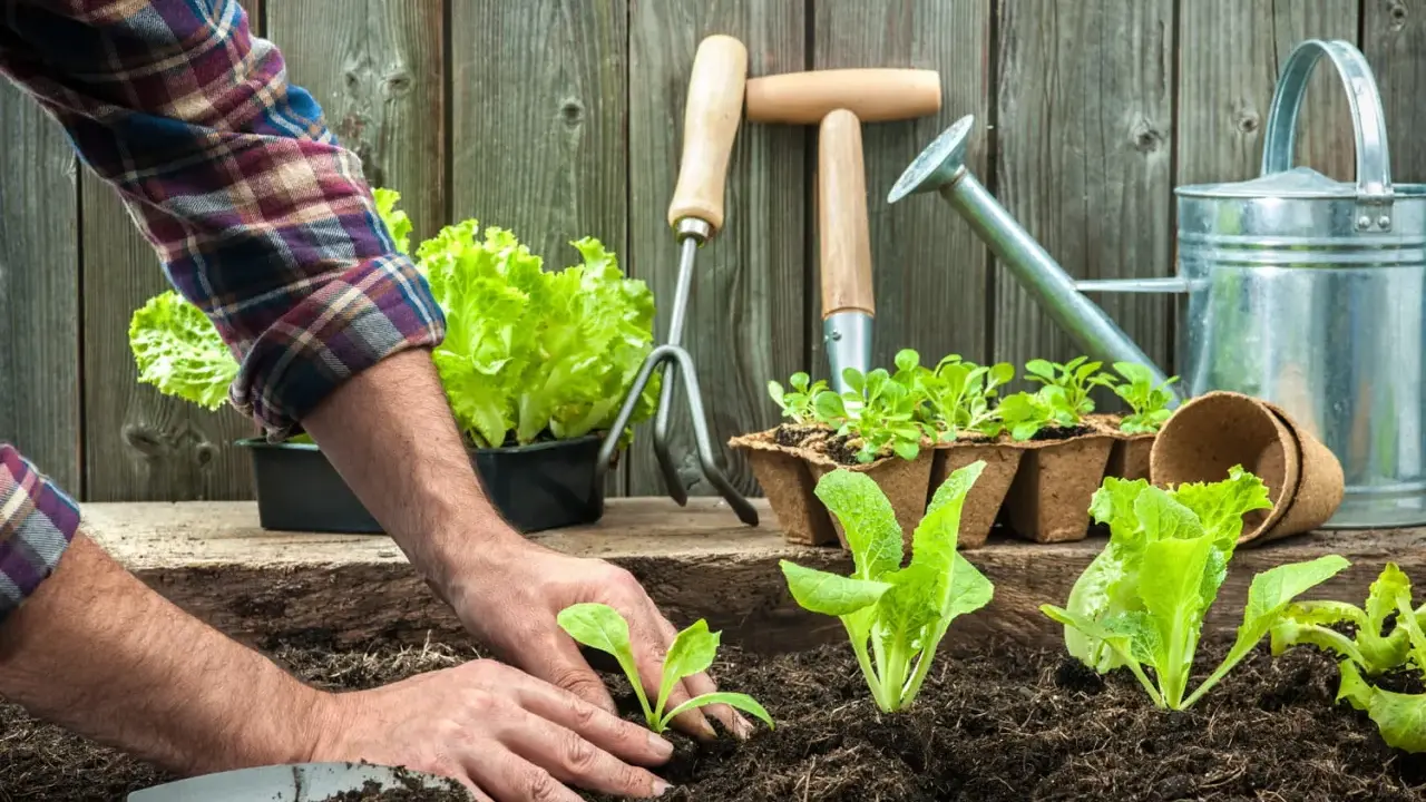 Mains plantant des jeunes pousses de salade dans la terre, avec des outils de jardinage et une arrosoir. Une belle journée pour semer avec la lune.