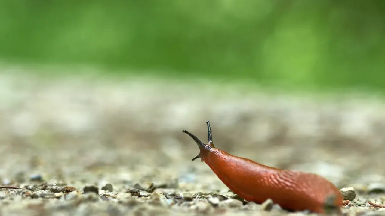 Un escargot qui mange, sa tête levée, explore le chemin caillouteux sous un fond vert flou.