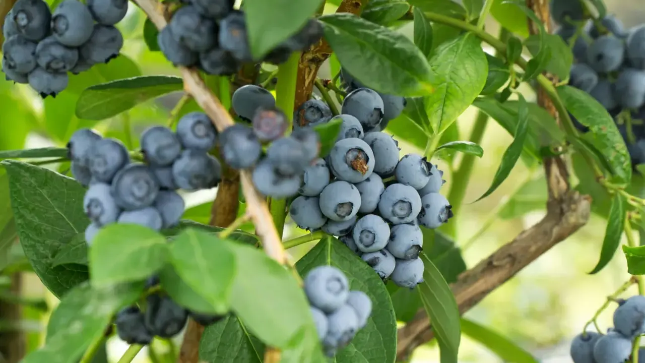 Gros plan sur des grappes de myrtilles bleues et rondes sur un arbre à myrtille, avec des feuilles vertes luxuriantes en arrière-plan.