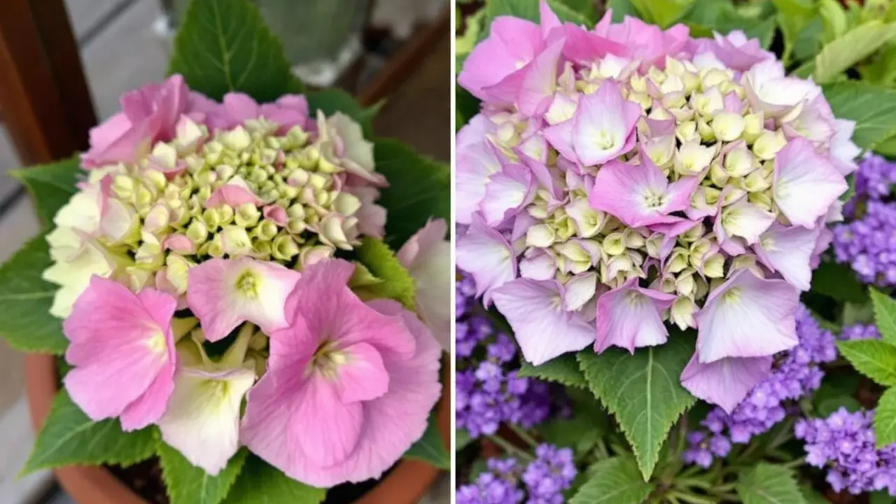 Un magnifique hortensia d'intérieur aux teintes roses et crème, avec des petites fleurs violettes en arrière-plan.