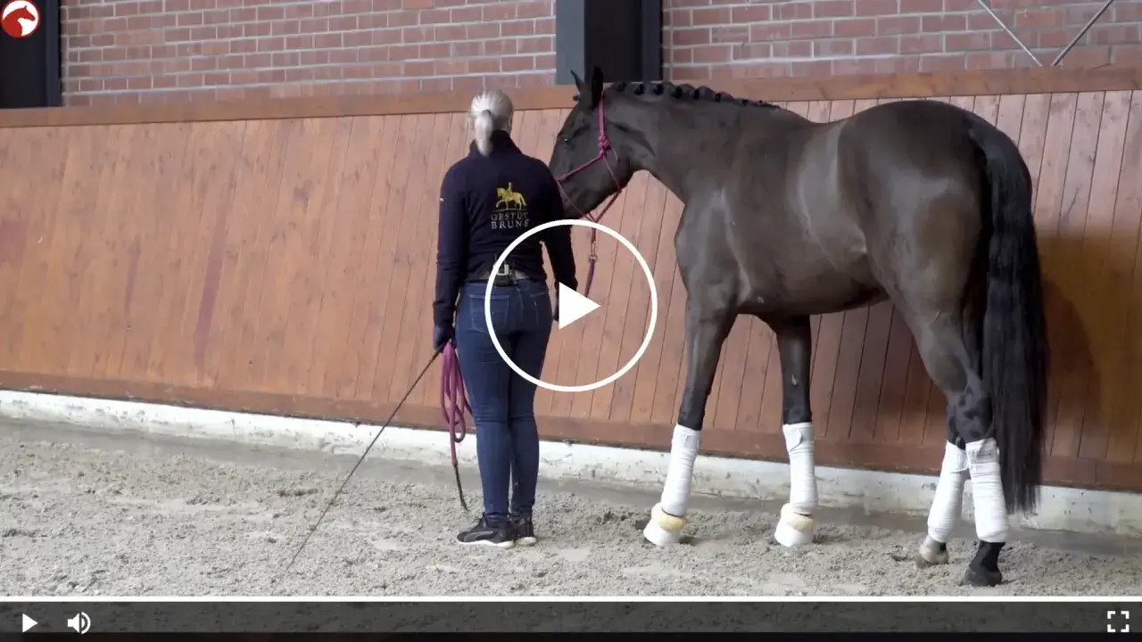 Eine Reiterin mit Gerte und Longe bereitet ein Pferd auf den Reitsport Springen vor.