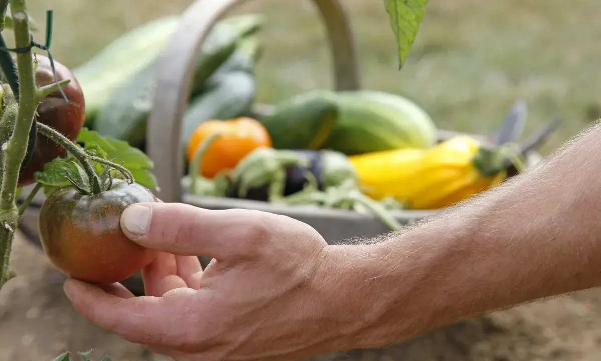Main d'un jardinier récoltant une tomate noir de Crimée, avec un panier rempli de légumes en arrière-plan.