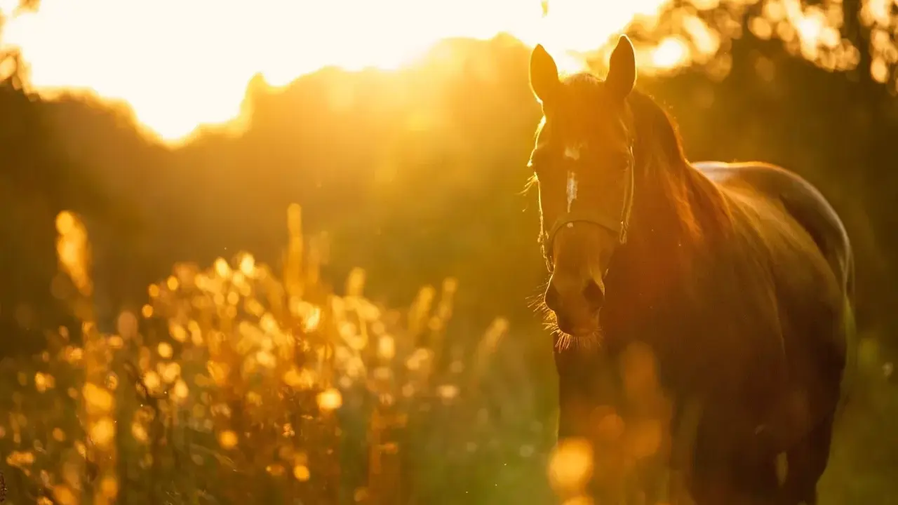 Ein braunes Pferd im goldenen Abendlicht. Viele Reiter teilen positive GPS Tracker Pferd Erfahrungen, um ihre Tiere sicher zu wissen.