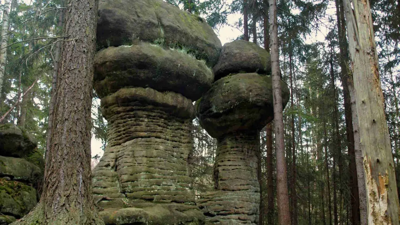 Kamienne grzyby na trasie w Górach Stołowych. Monumentalne formacje skalne w otoczeniu lasu iglastego.