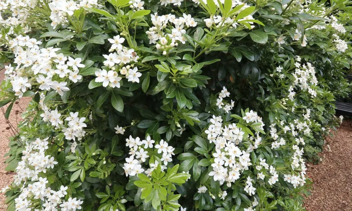 Gros plan sur un oranger du Mexique en pleine floraison, ses grappes de petites fleurs blanches contrastent avec son feuillage vert foncé.