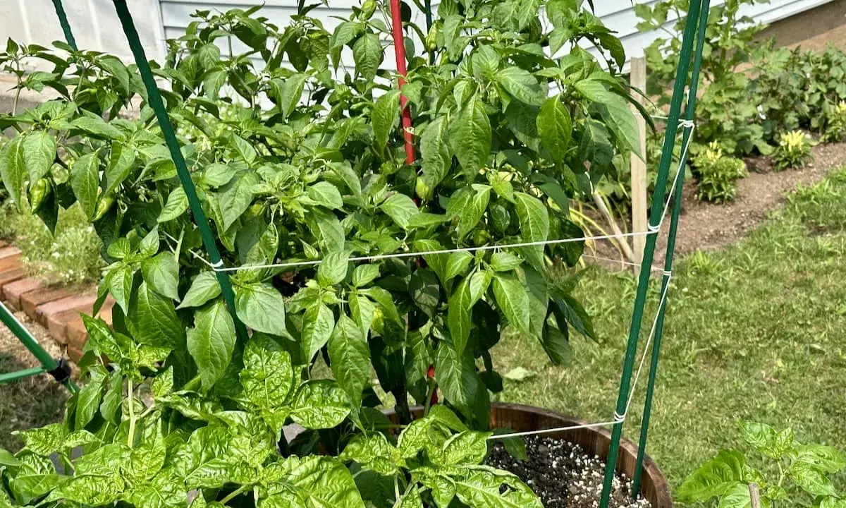 A pepper plant is supported by a trellis, showing that peppers need a trellis for healthy growth and fruit production.