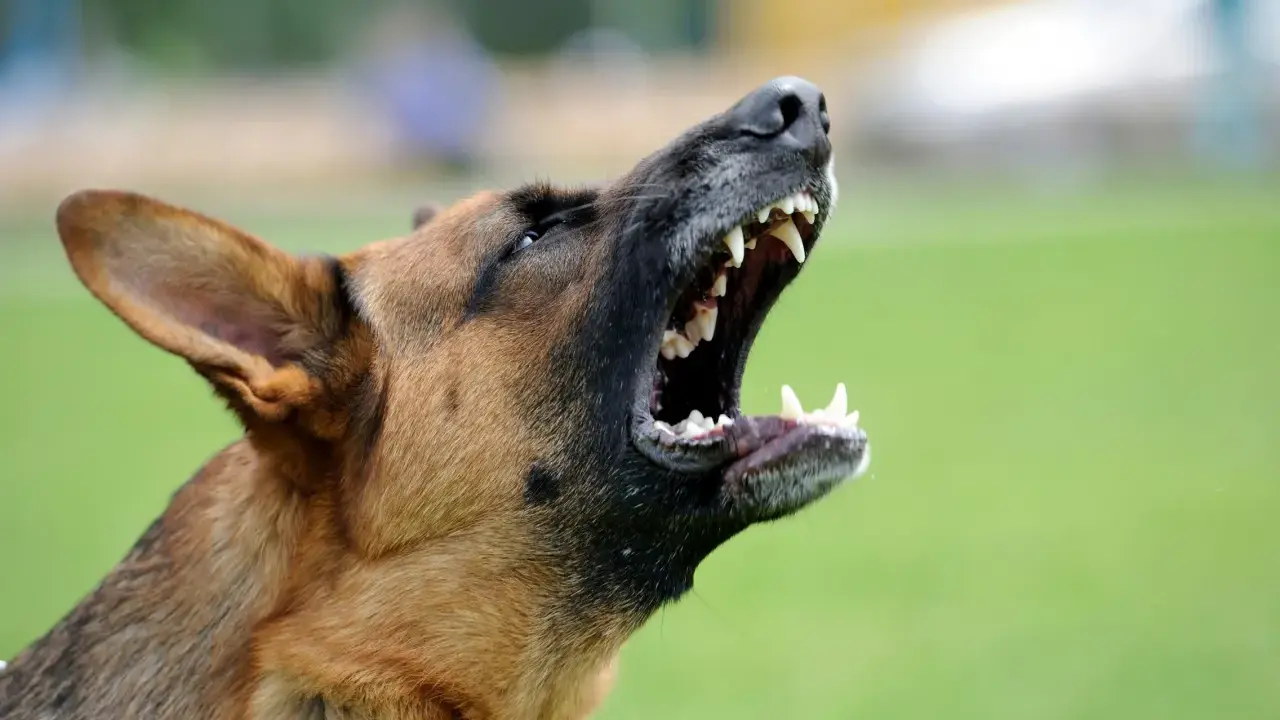 Un berger allemand hurle, montrant ses crocs. Mon chien aboie au moindre bruit, il est très protecteur.