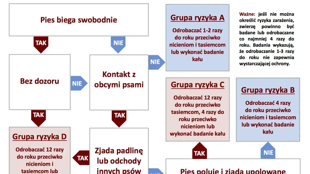 Schemat odrobaczania psów: jak często odrobaczać psa zależy od jego stylu życia i kontaktu z innymi zwierzętami. Grupy ryzyka A, B, C, D określają częstotliwość.