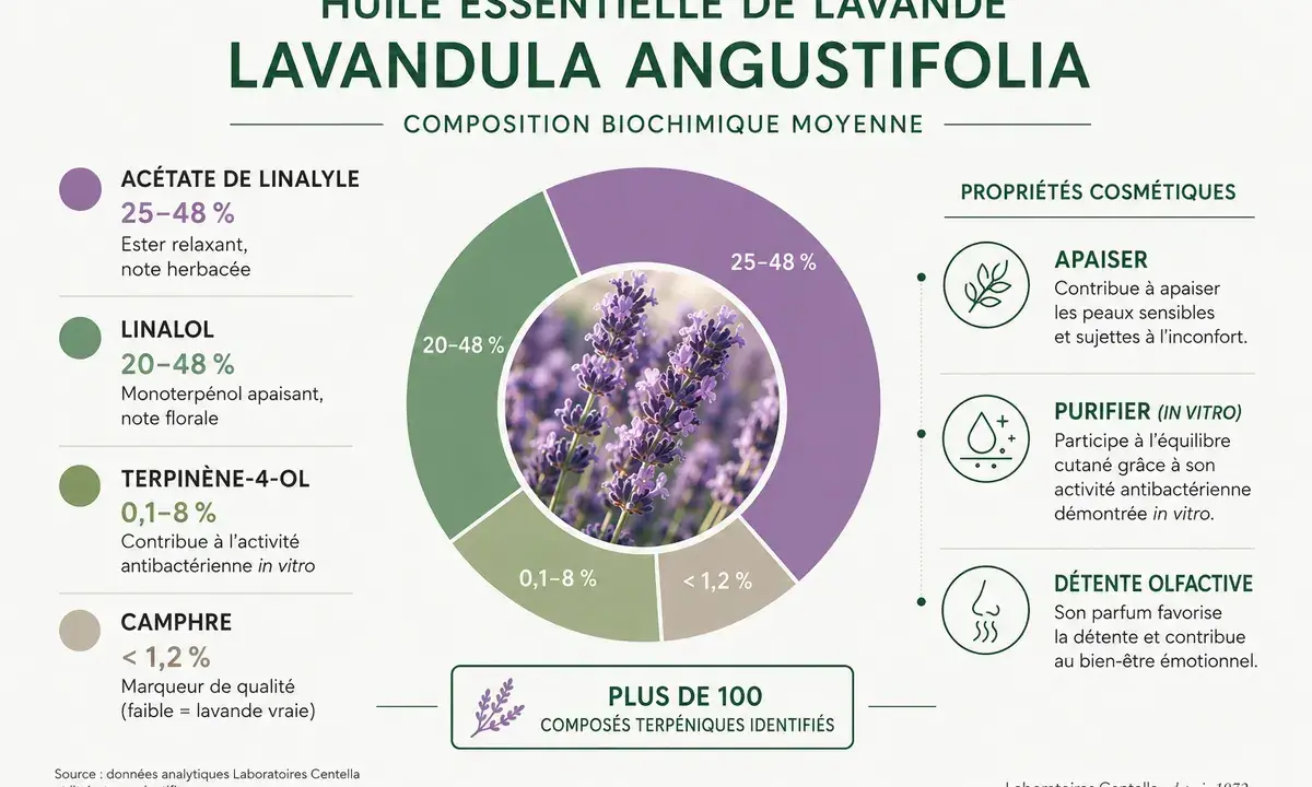 Composition de l'huile essentielle de lavande vraie, ses bienfaits apaisants, purifiants et relaxants. Plus de 100 composés identifiés.