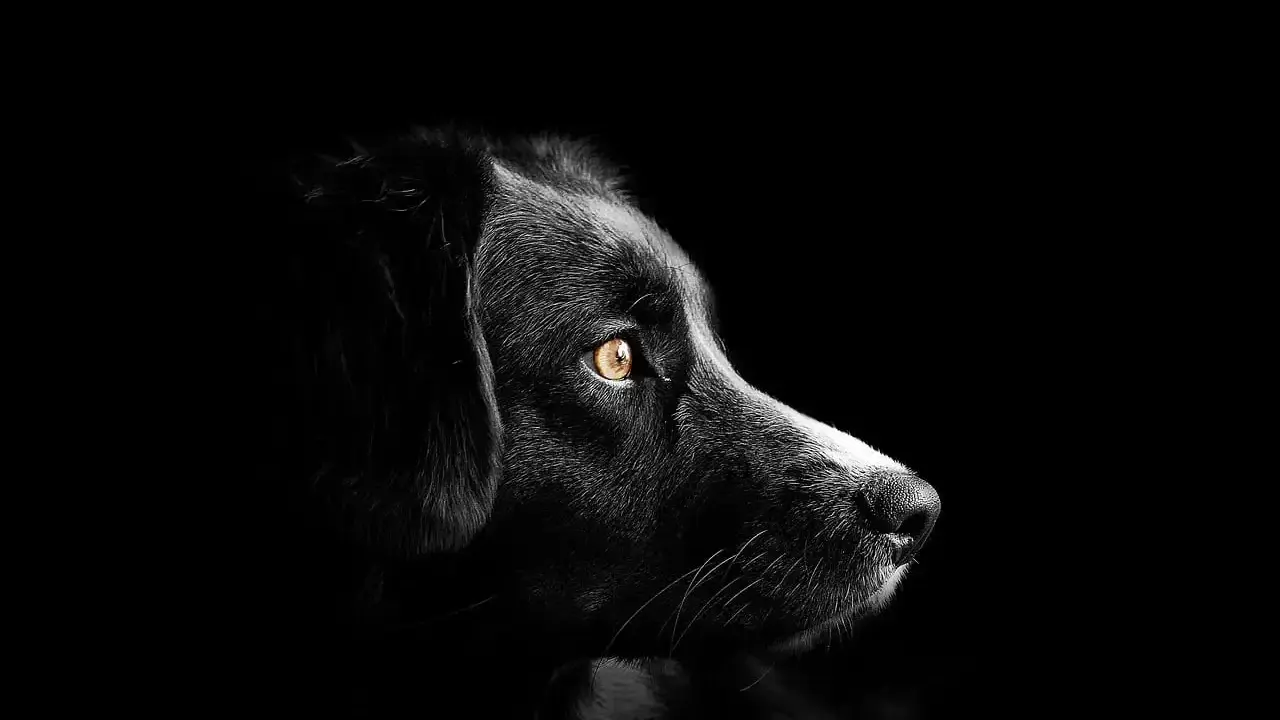 Portrait d'un chien noir aux yeux ambrés, perdu dans le noir. Mon chien est mort, je suis triste.
