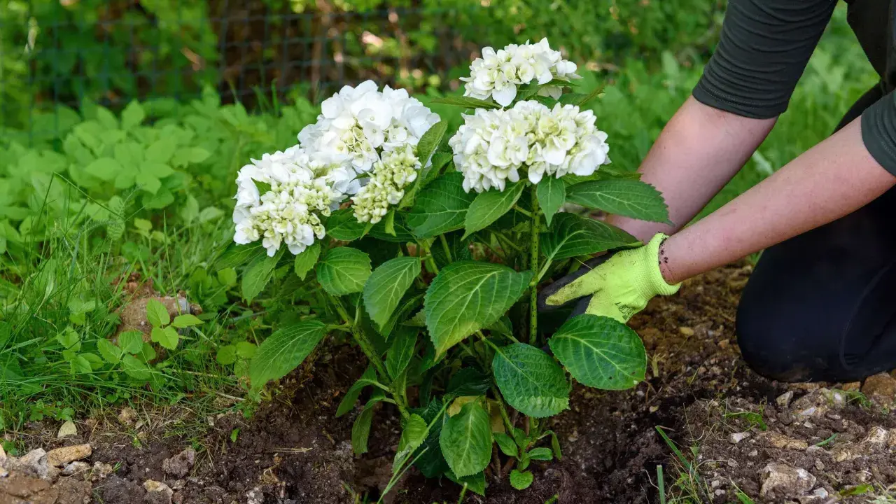 Gärtnerin mit Handschuhen setzt eine blühende weiße Hortensie in die Erde. Das Umpflanzen der Hortensien gelingt gut.