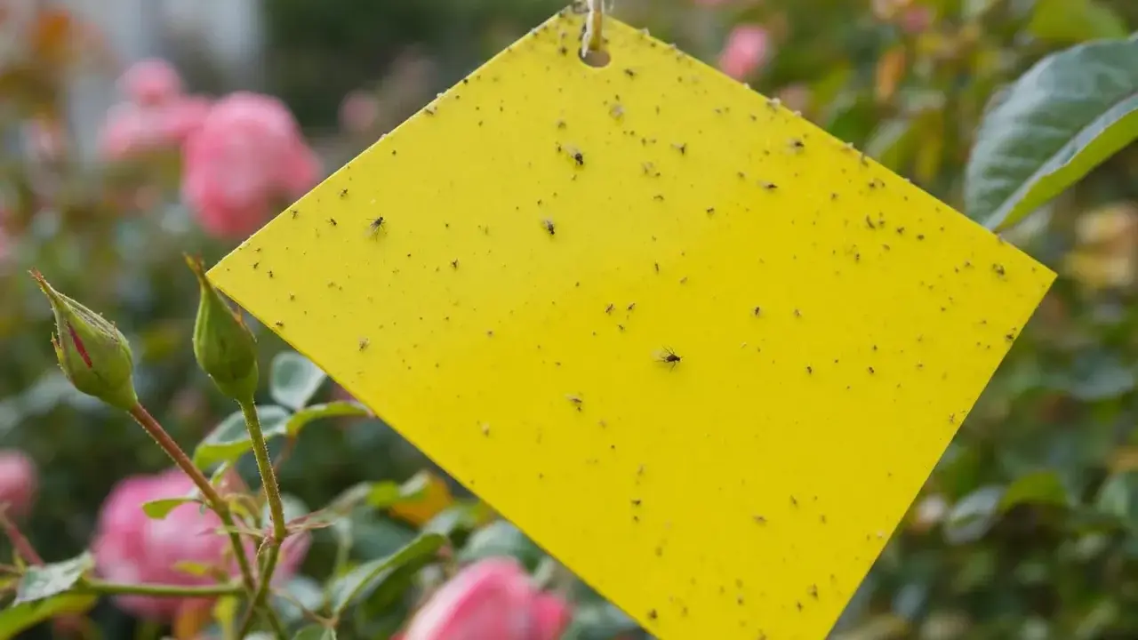 Un piège puceron maison jaune est couvert de petits insectes, suspendu près de roses roses.