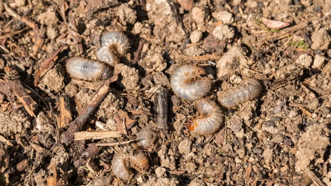 Plusieurs larves de hanneton, blanches et recourbées, se faufilent dans la terre meuble, parmi des débris végétaux.