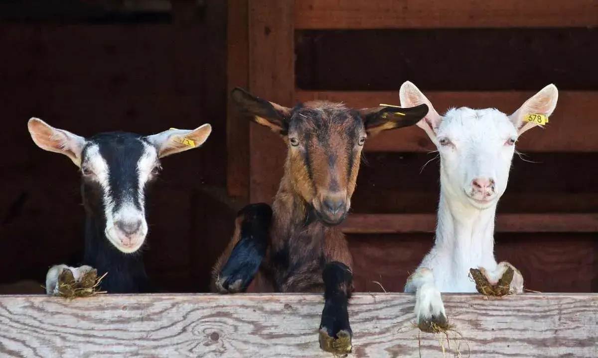 Tre caprette curiose sporgono da una staccionata in legno, un'immagine tipica degli animali in Sicilia.