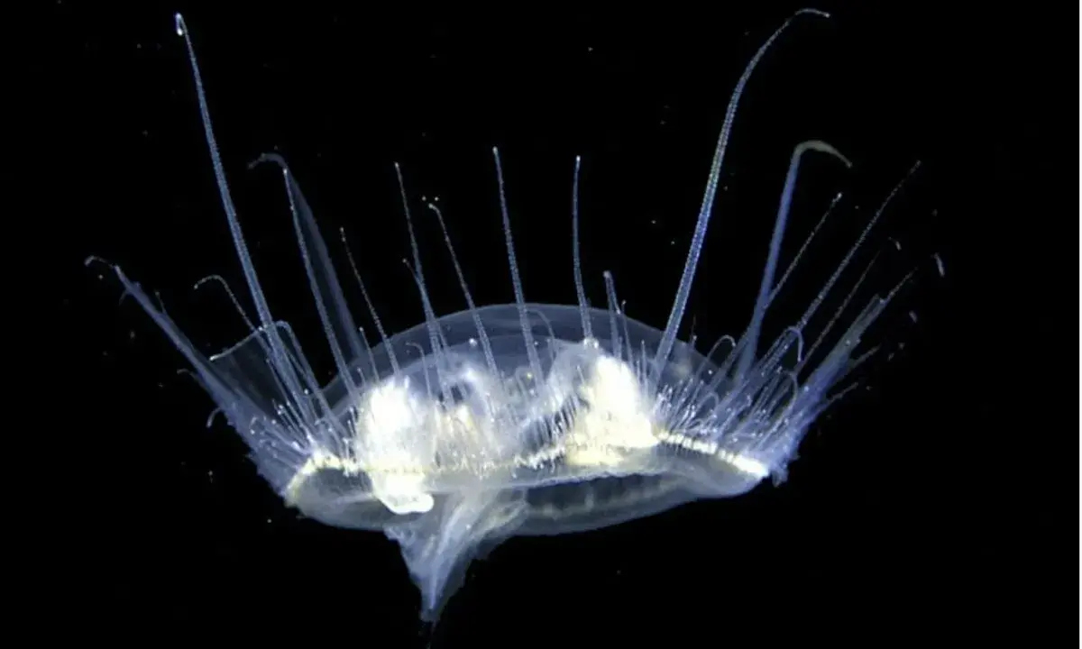 Una medusa trasparente con lunghi tentacoli si muove nell'oscurità. Un'immagine suggestiva di quando ci sono le meduse.