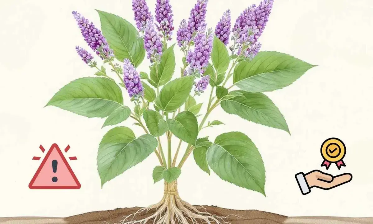 Plante de bardane avec ses racines, symbolisant les bardane bienfaits. Un panneau d'avertissement et une main tenant une médaille indiquent les précautions et les avantages.