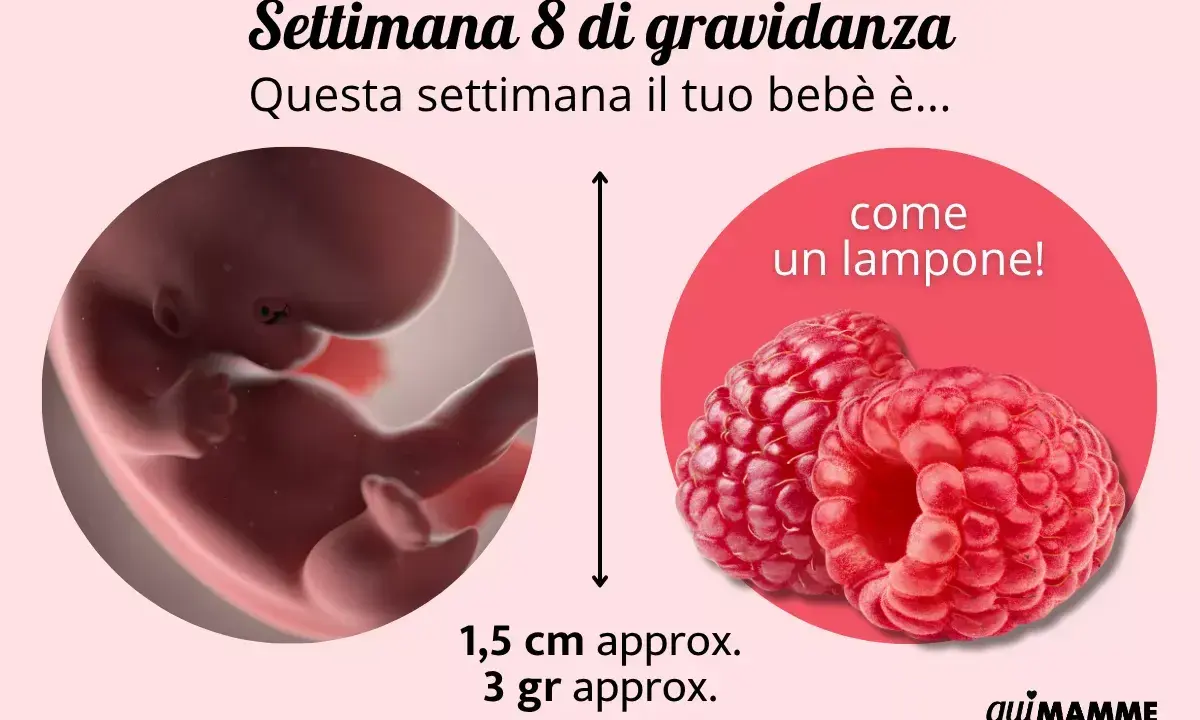 Bebè di 8 settimane di gravidanza, grande come un lampone, misura 1,5 cm e pesa 3 grammi.