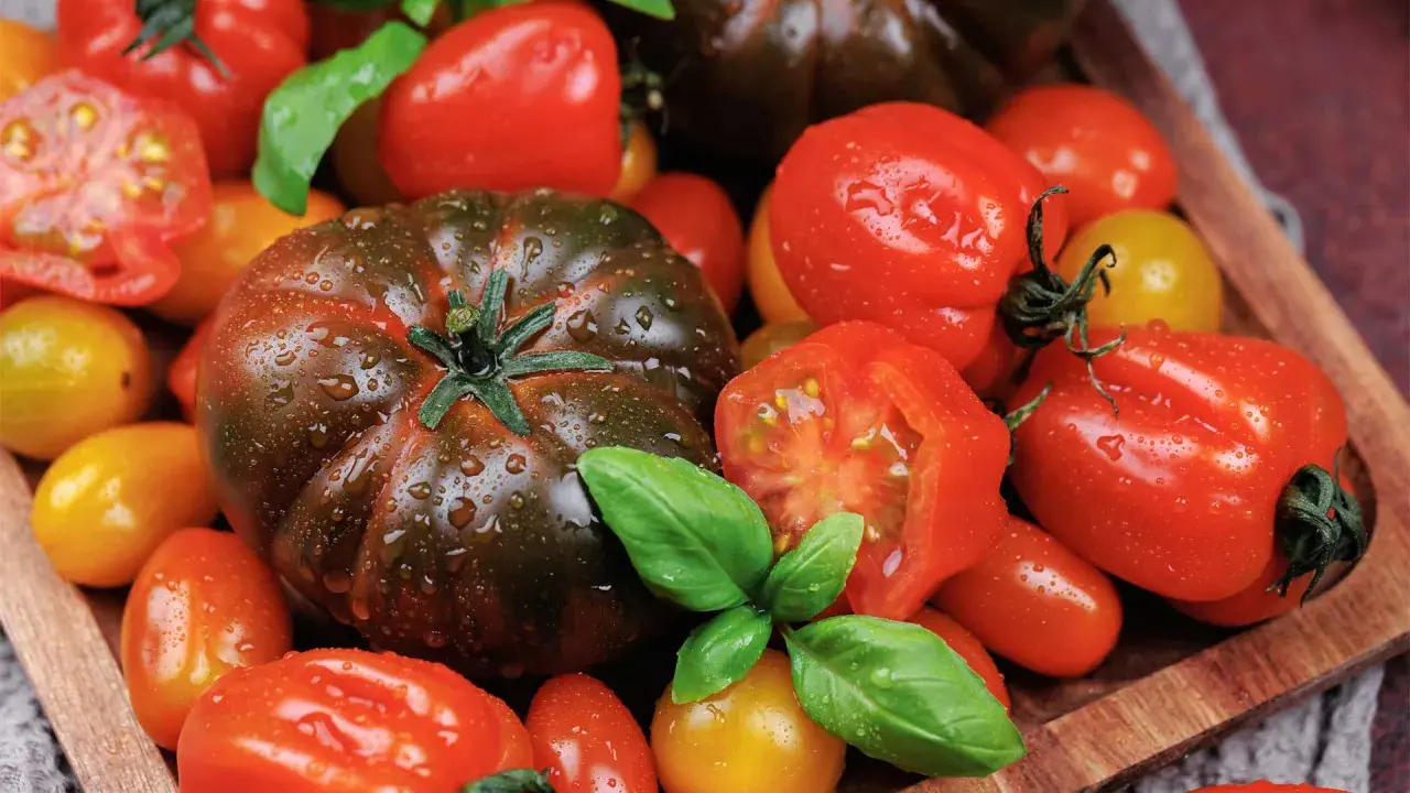 Gros plan sur une variété grosse tomate rouge, aux côtés de tomates cerises et de basilic frais, le tout parsemé de gouttes d'eau.