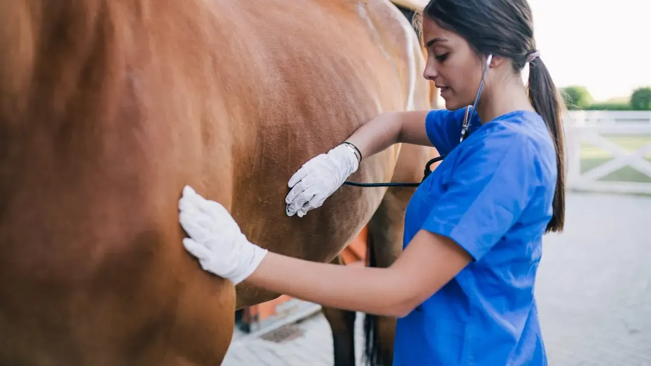 Tierärztin untersucht ein Pferd mit einem Stethoskop. Sie trägt Handschuhe und blaue Arbeitskleidung.
