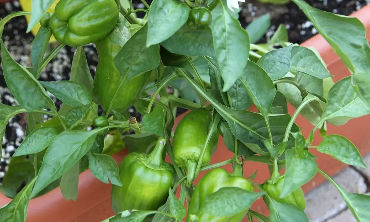 Plante de poivrons verts en pleine croissance, promettant une belle récolte. La culture poivron est un plaisir simple.