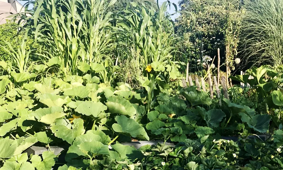 Un potager luxuriant avec maïs, courges et fraises. De belles astuces jardinage pour une récolte abondante.
