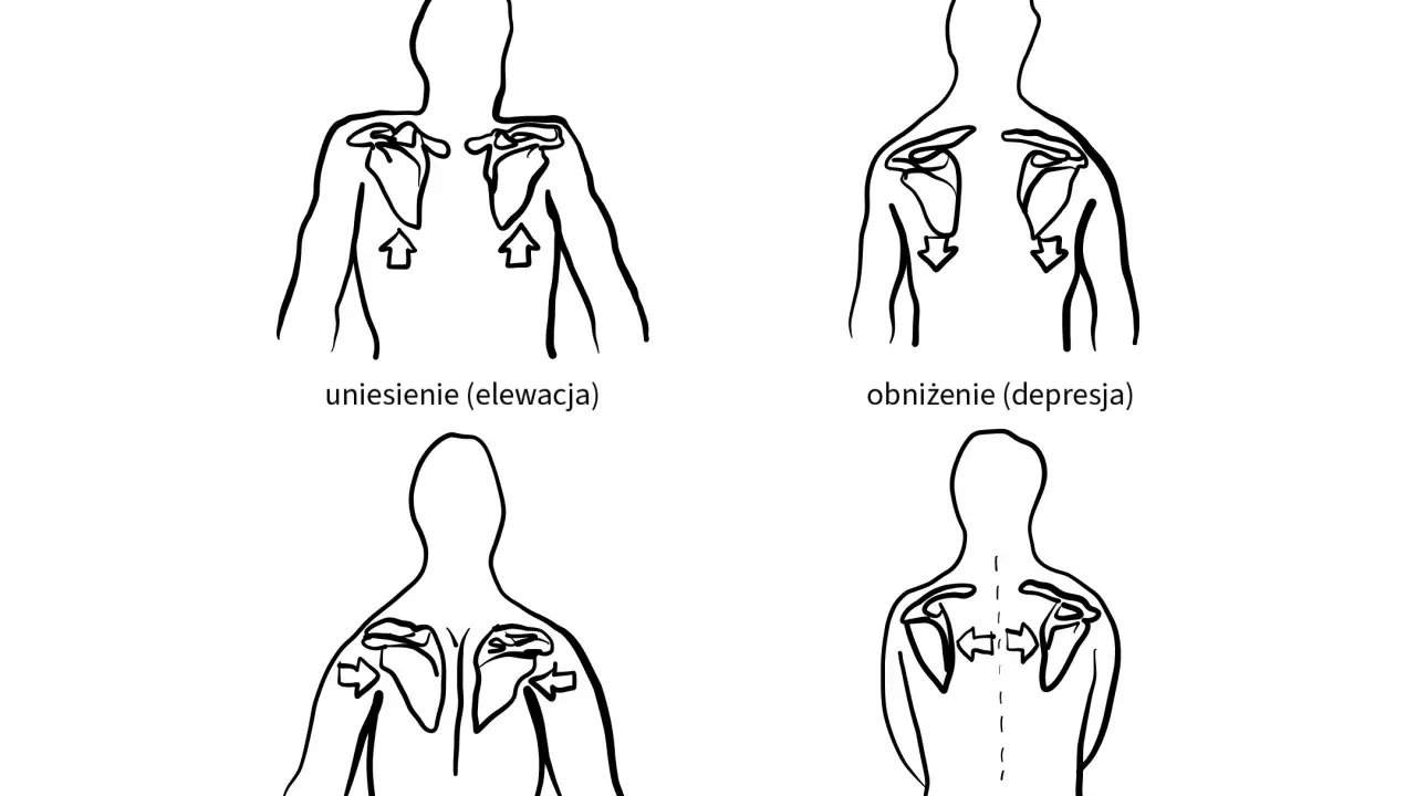 Ilustracje pokazują ruchy łopatki do wewnątrz (retrakcja) i na zewnątrz (protrakcja), a także jej unoszenie i opuszczanie.