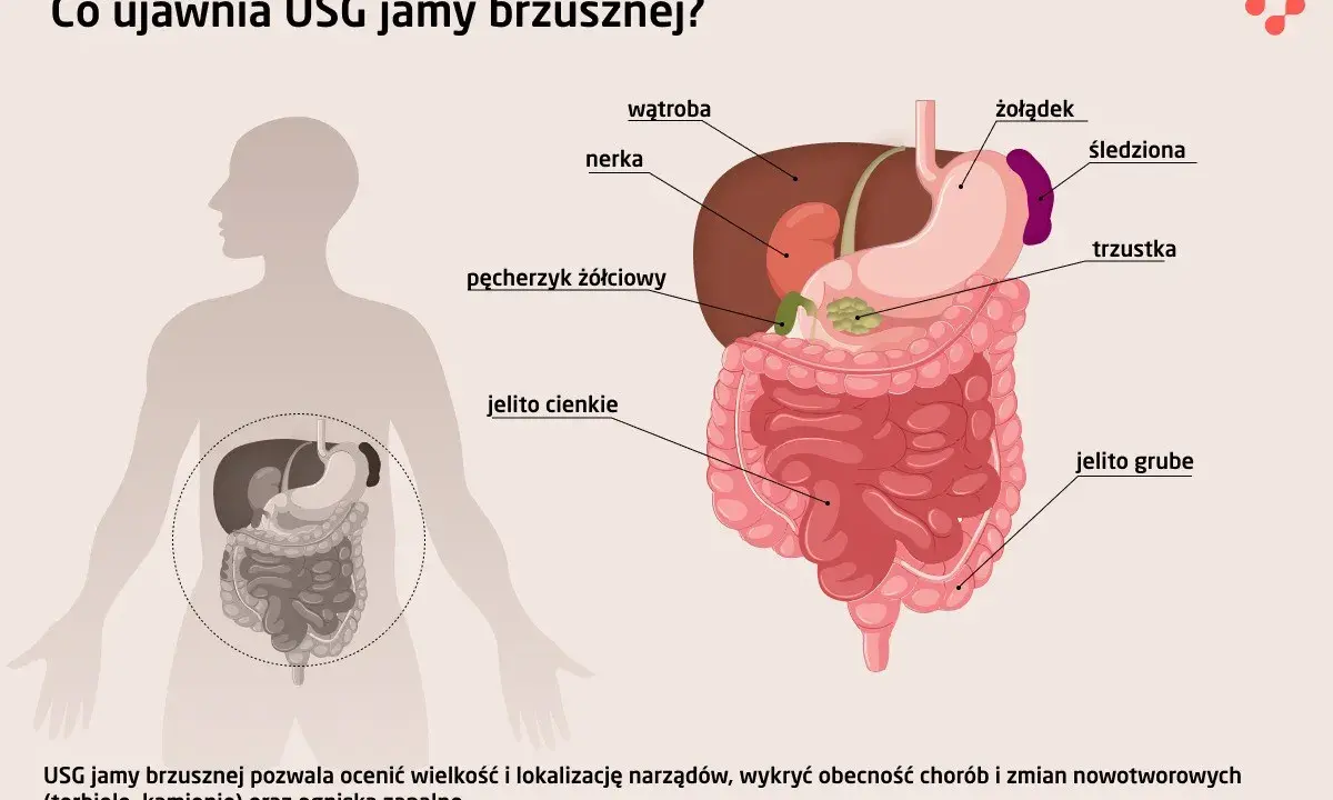 Ilustracja przedstawia narządy jamy brzusznej: wątrobę, żołądek, nerki, trzustkę, jelita, pęcherzyk żółciowy i śledzionę. USG jamy brzusznej pomaga wykryć choroby.
