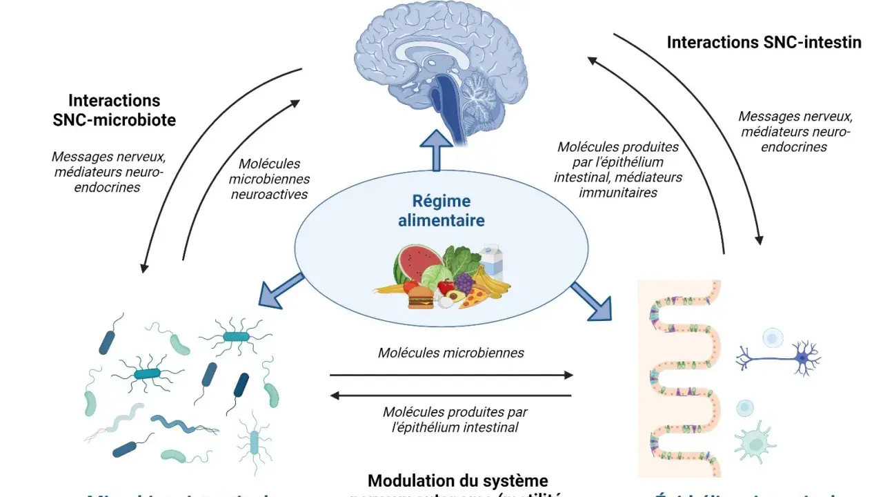 Schéma des interactions entre le système nerveux central, le régime alimentaire, le microbiote intestinal et l'épithélium intestinal, illustrant la communication bidirectionnelle.
