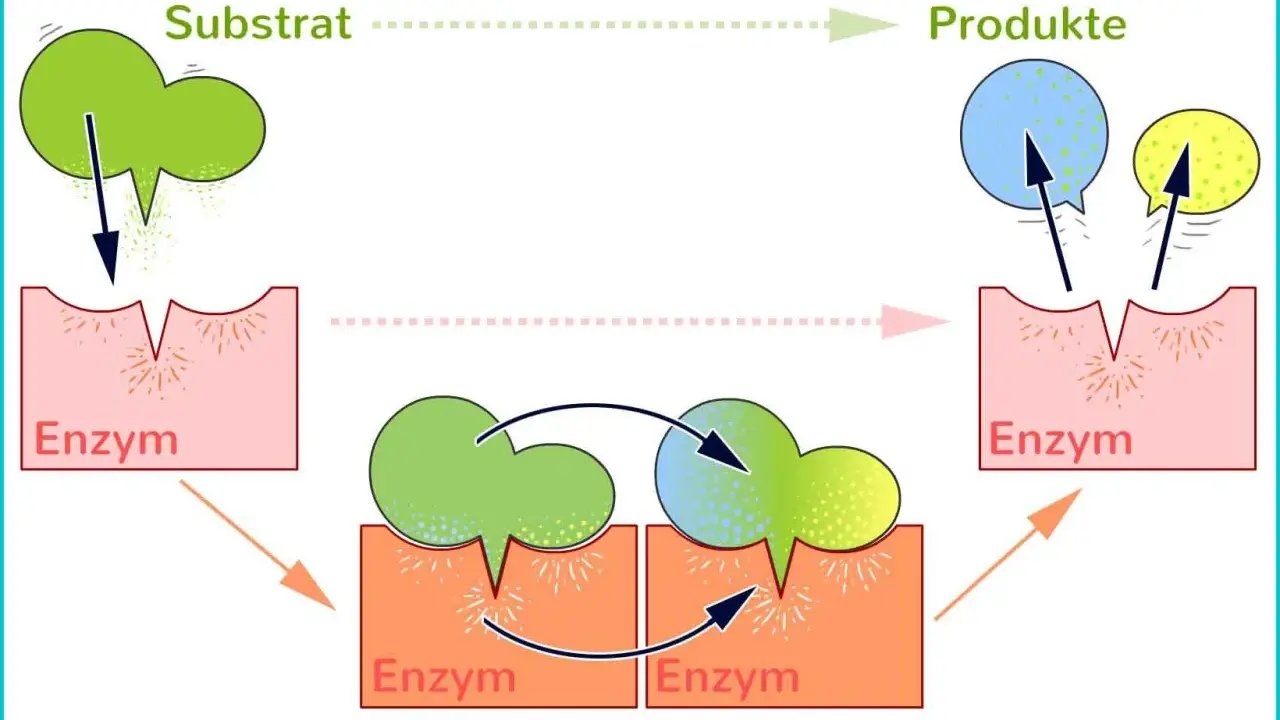 Ein Enzym bindet ein Substrat, bildet einen Enzym-Substrat-Komplex und erzeugt Produkte.