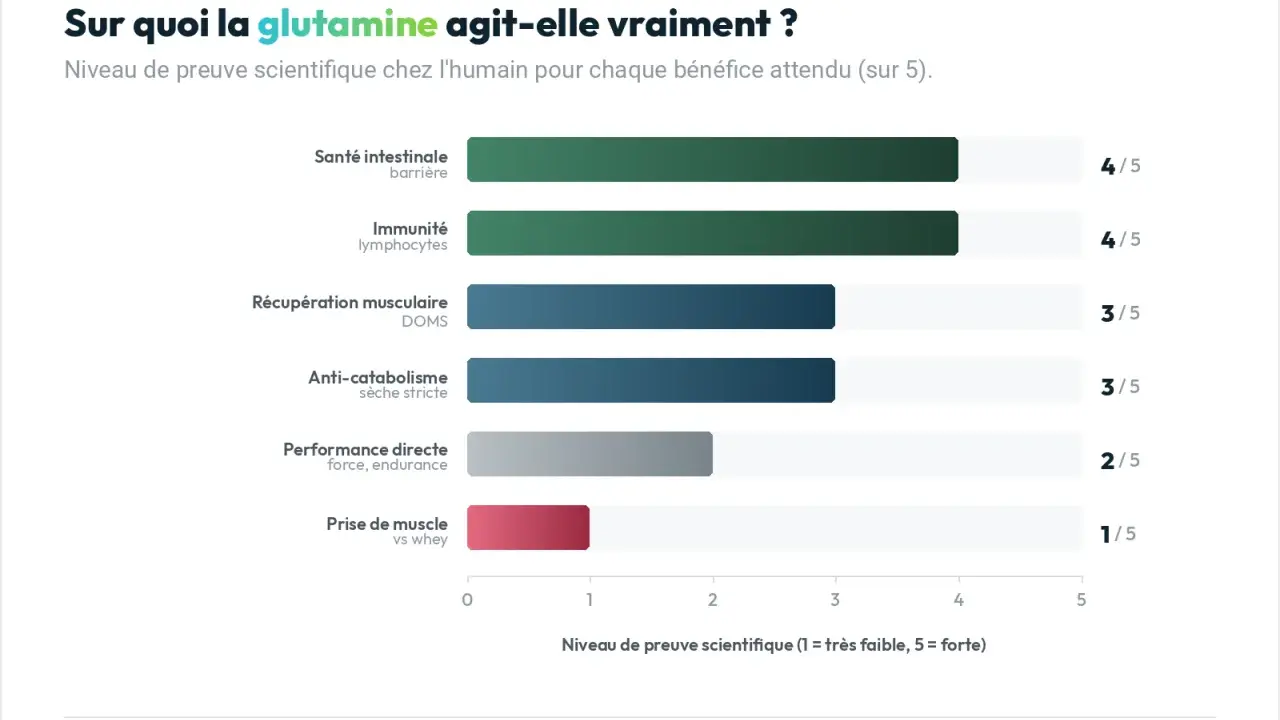 Graphique montrant les bienfaits de la glutamine : santé intestinale (4/5), immunité (4/5), récupération musculaire (3/5), anti-catabolisme (3/5), performance (2/5), prise de muscle (1/5).