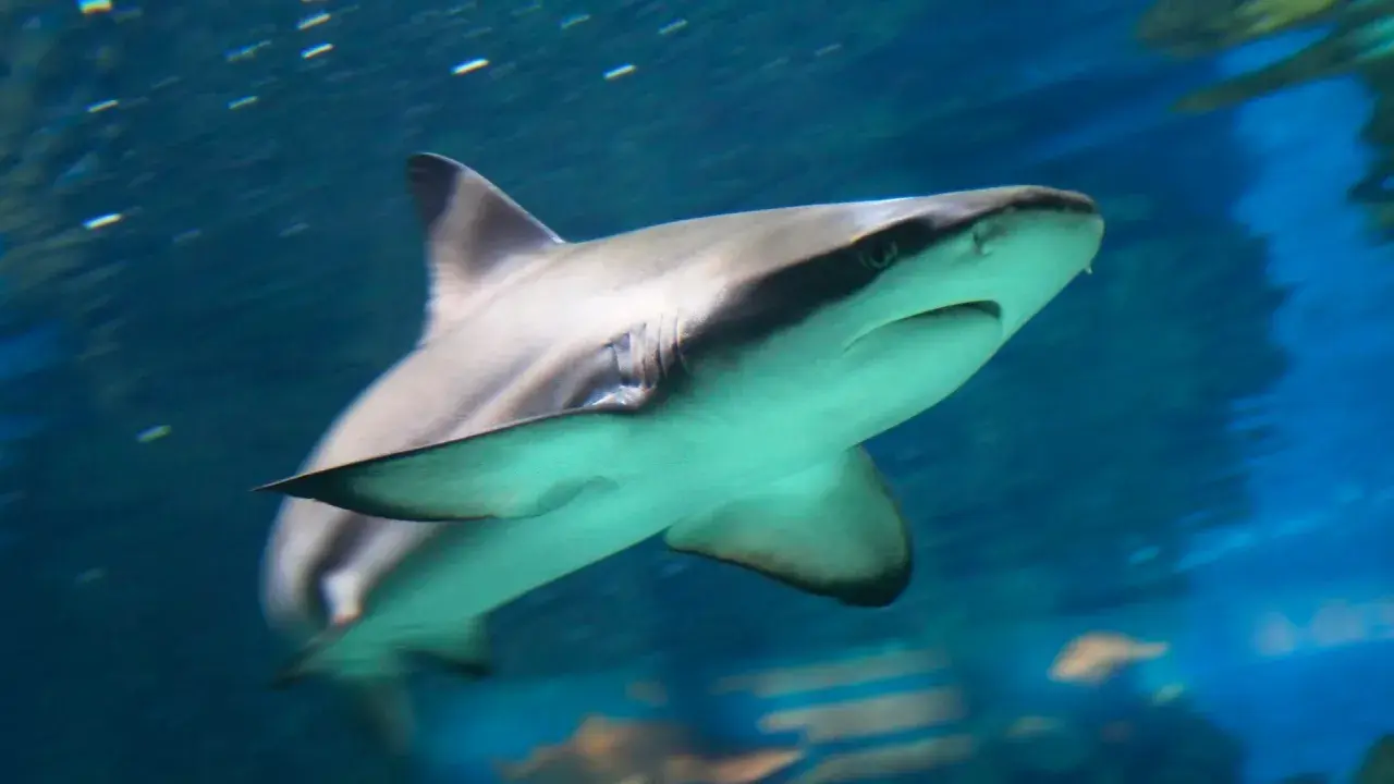 Un grande squalo nuota nell'acqua blu, con le branchie visibili e un occhio attento. Sembra un predatore pronto all'azione, uno di quei squali cattivi che incutono timore.
