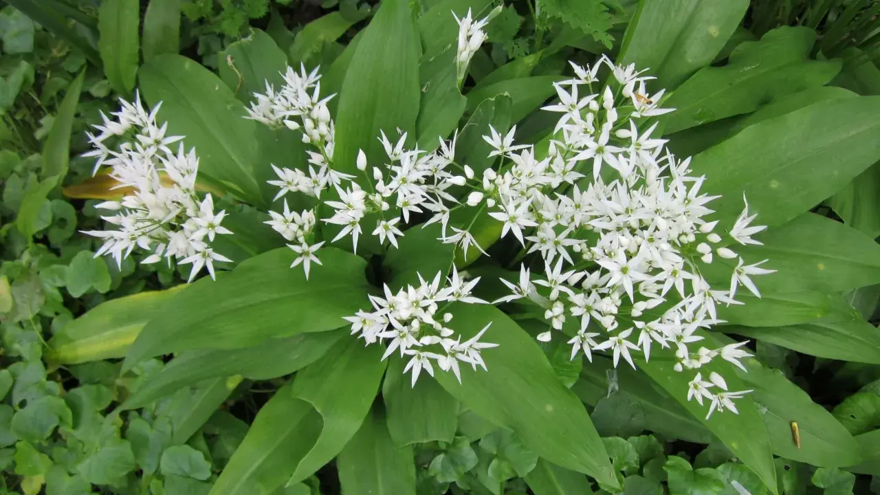Fleurs blanches étoilées du ail des purs, avec de larges feuilles vertes.