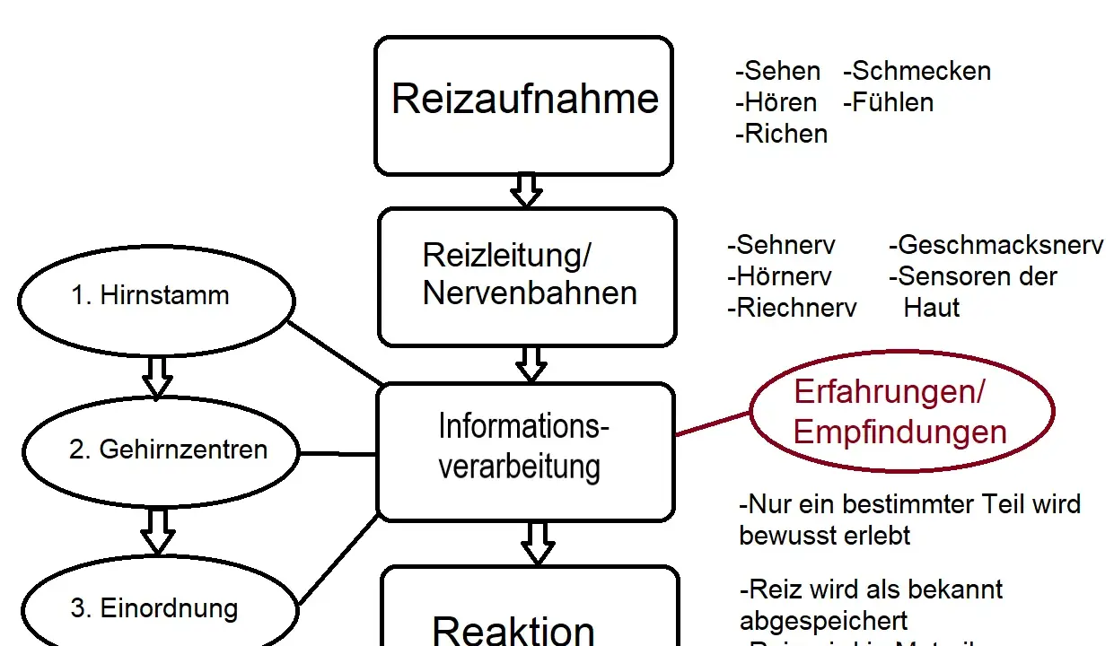 Schema zur Reizaufnahme: Sinne leiten Reize über Nervenbahnen zur Informationsverarbeitung, die zu Erfahrungen und Reaktionen führt.