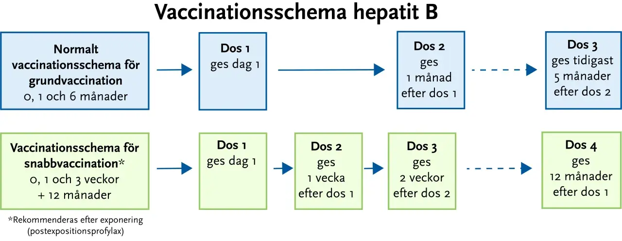 Schema för vaccin mot hepatit B, inklusive Twinrix. Visar normalt schema med doser på 0, 1 och 6 månader, samt snabbschema vid behov.